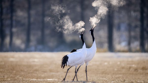 Grus japonesis a Kushiro, Hokkaido, Giappone