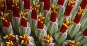 Abstract close-up of flower spike Aloe spicata (© Nigel Downer/age fotostock) &copy; (Bing Australia)