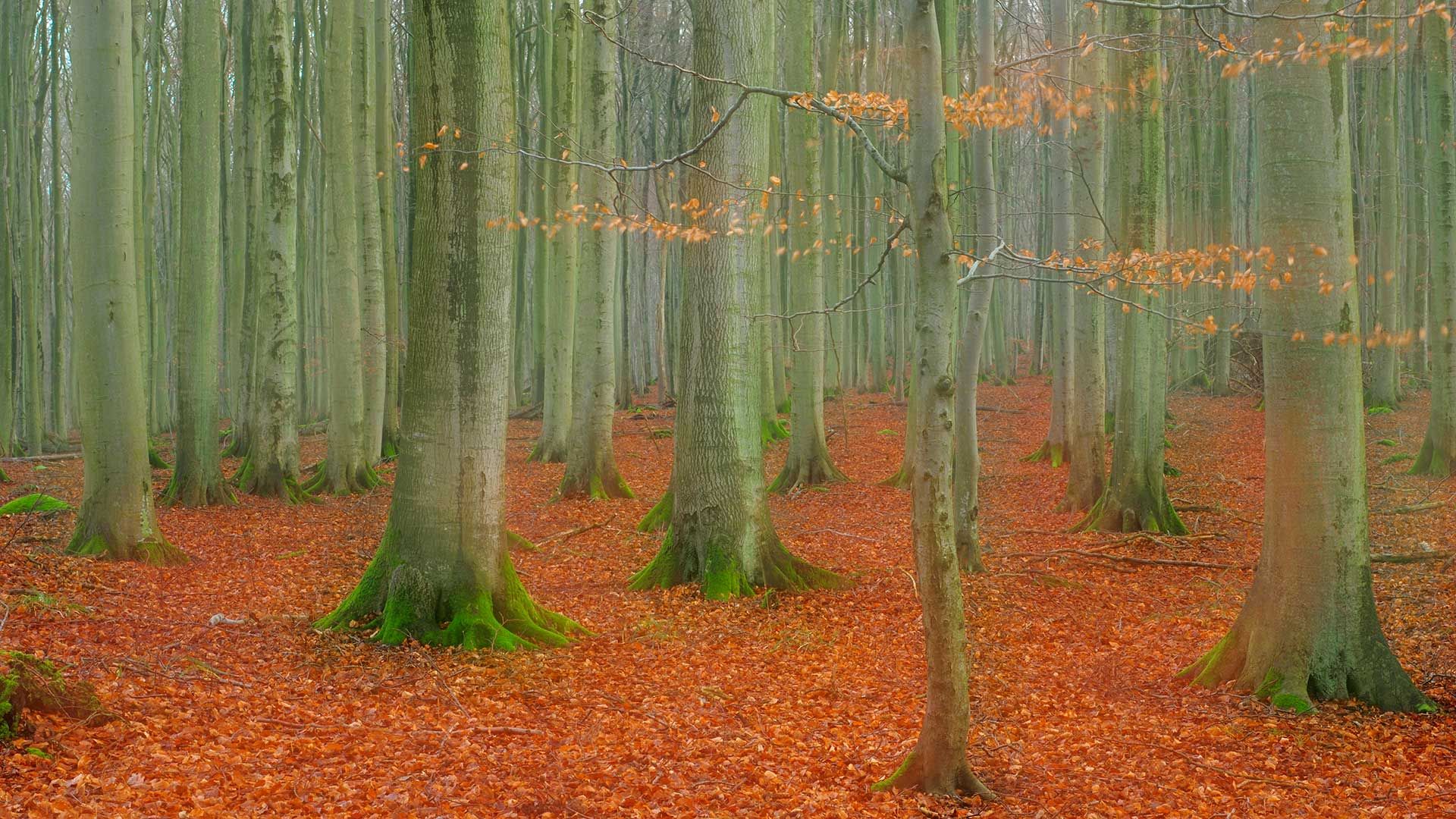 Rotbuchenwald im Nationalpark Jasmund, Rügen, Mecklenburg-Vorpommern