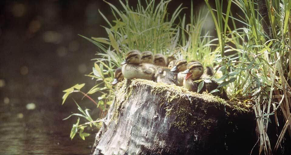 Ducklings