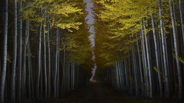 Boardman Tree Farm in Boardman, Oregon