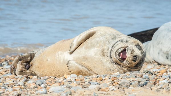 Grey seal on a stony beach, Norfolk