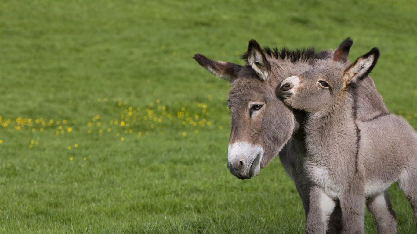 Cotentin donkey and foal in Normandy, France