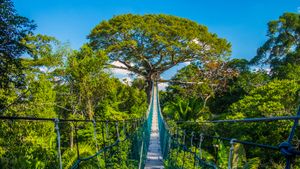 Avventura sul ponte sospeso nell'Amazzonia peruviana, Riserva Naturale di Tambopata, Perù (© Pere Rubi/Getty Images)(Bing Italia)