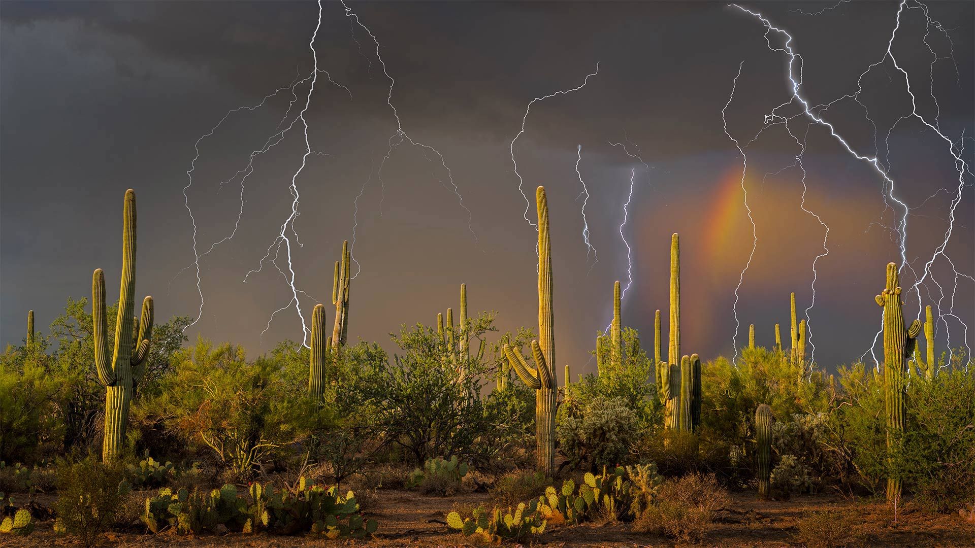 Lightning storm in the Tortolita Mountain foothills, north of Tucson, Arizona, in the Sonoran Desert