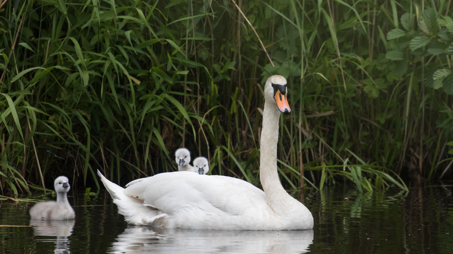 Höckerschwan schwimmt mit Küken, Hessen