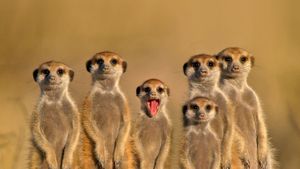 Meerkats in Botswana (© Nico Smit/Rex Features)(Bing United States)