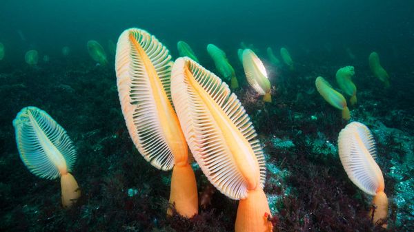 A field of primitive sea pens, Hussar Point, B.C.