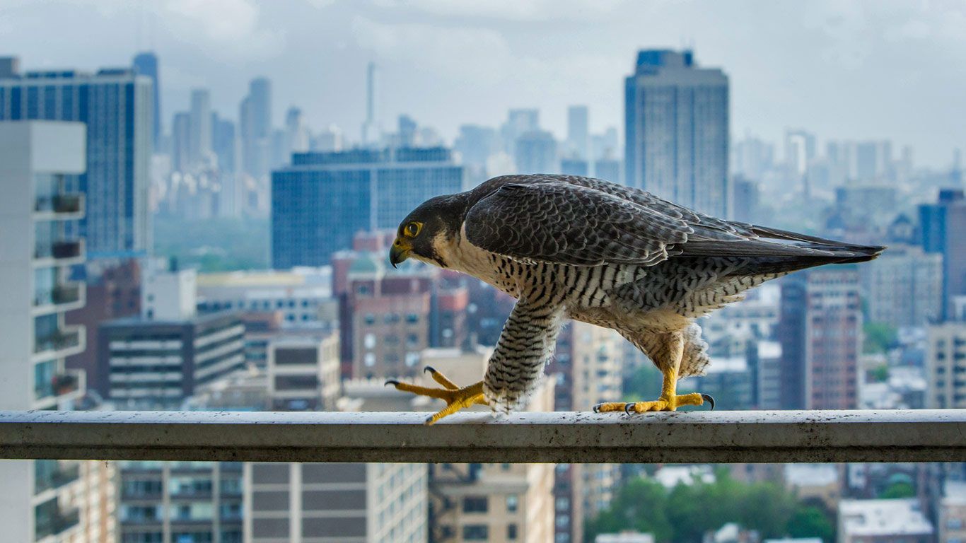 A peregrine falcon surveys the concrete canyons of Chicago, USA