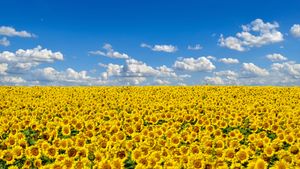 Champ de tournesols, fleur nationale de l’Ukraine (© Oleksandrum/Shutterstock)(Bing France)