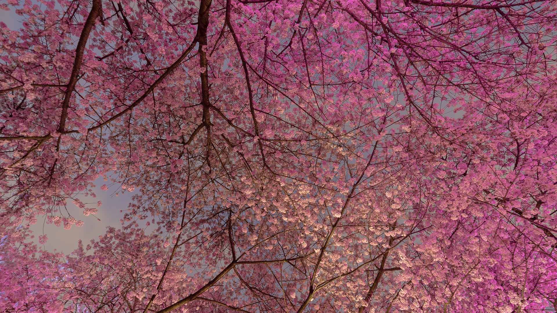 Blooming cherry trees in Vancouver, B.C., Canada