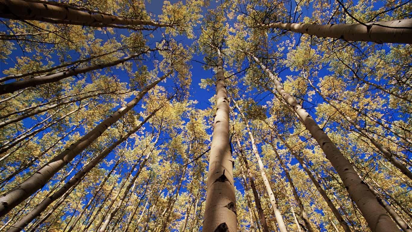 Aspen trees (Populus sp.) in autumn, low angle view.  Yukon, Canada