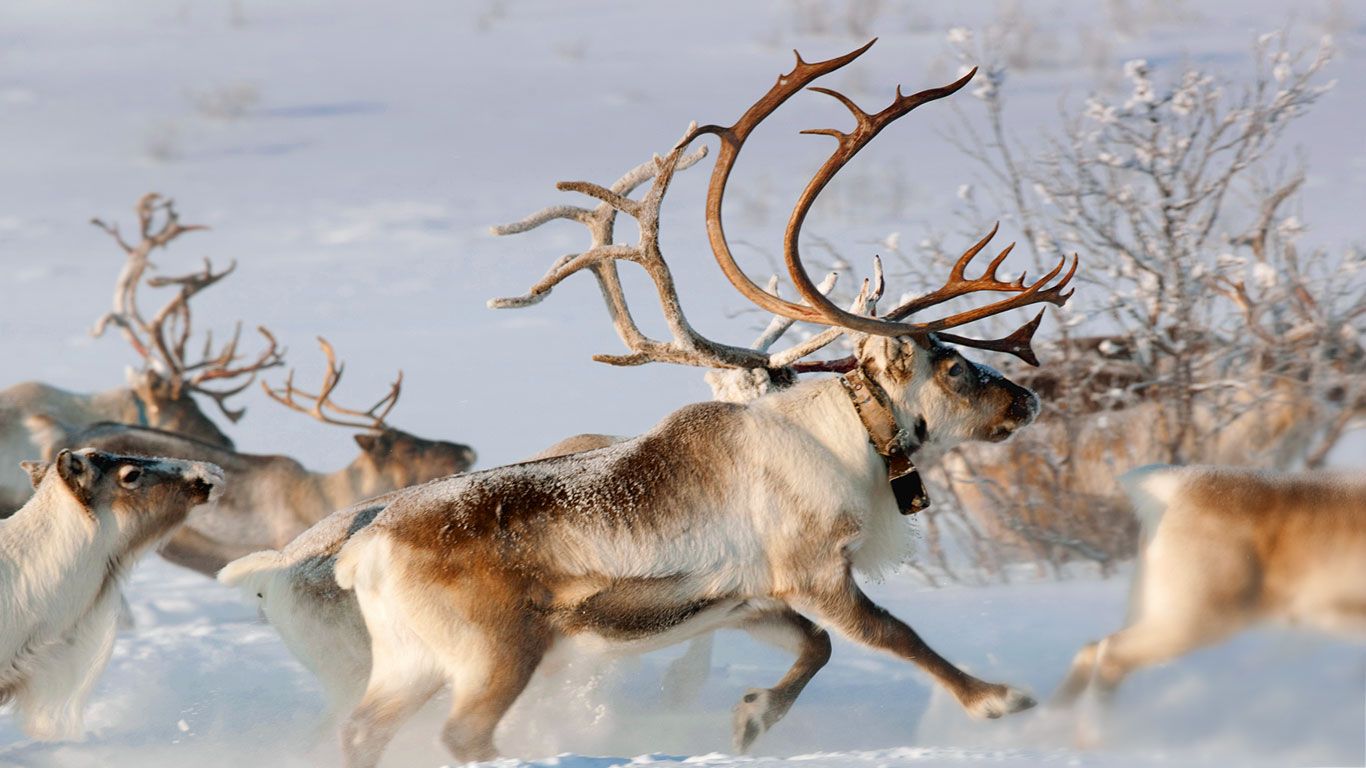 Reindeer in the countryside near Karasjok, Finnmark, Norway