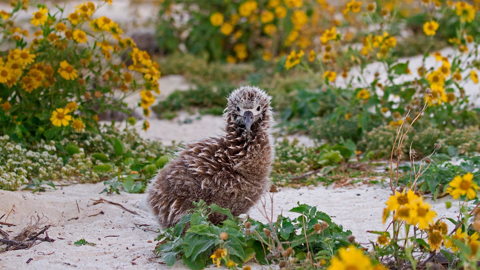 Laysan albatross chick on Midway Atoll, Hawaiian Leeward Islands