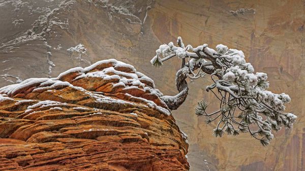 锡安国家公园的雪，美国犹他州