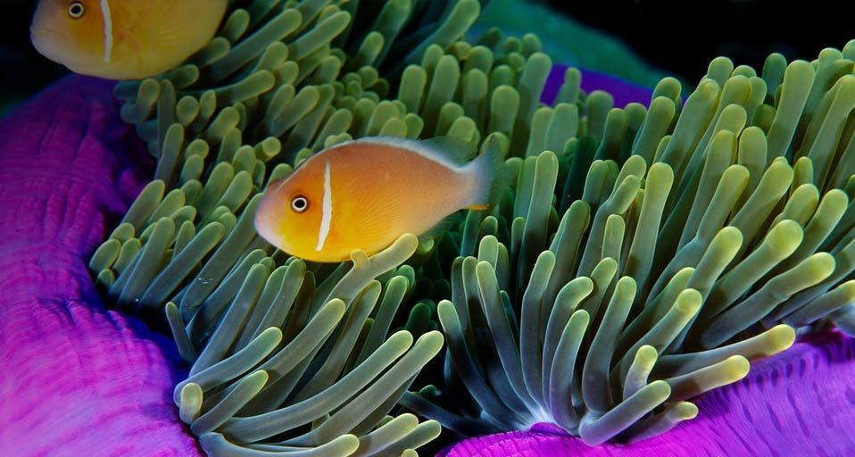 Anemonefish swimming in a pink anemone off the coast of the Republic of Palau