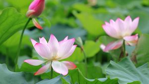 莲花与莲花植株 (© real444/Getty Images)(Bing China)