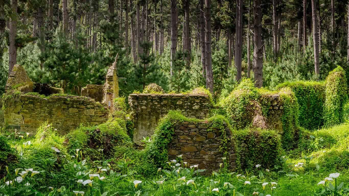 Remnants of buildings in forest, Fleurieu Peninsula, South Australia