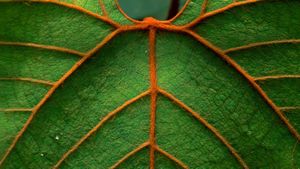 Detail of a leaf in Niah National Park in Sarawak, Borneo, Malaysia (© Thomas Marent/Minden Pictures)(Bing New Zealand)
