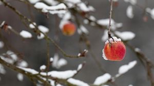 一枚红苹果挂在被大雪压断的树枝上 (© griangraf/iStock/Getty Images)(Bing China)