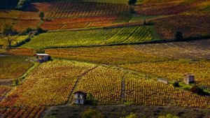 博热附近的葡萄园，罗讷河谷，法国 (© Richard Semik/Shutterstock)(Bing China)