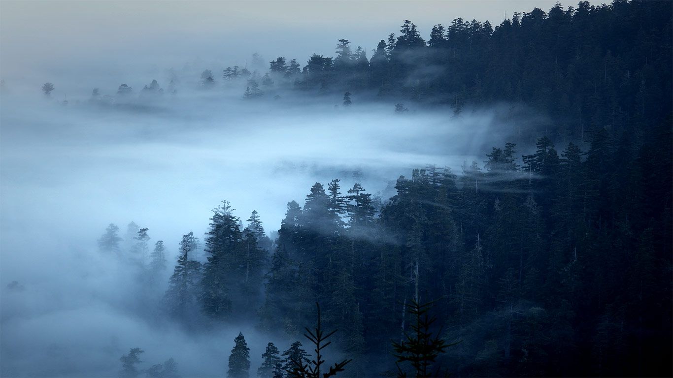 The Redwood National and State Parks of California