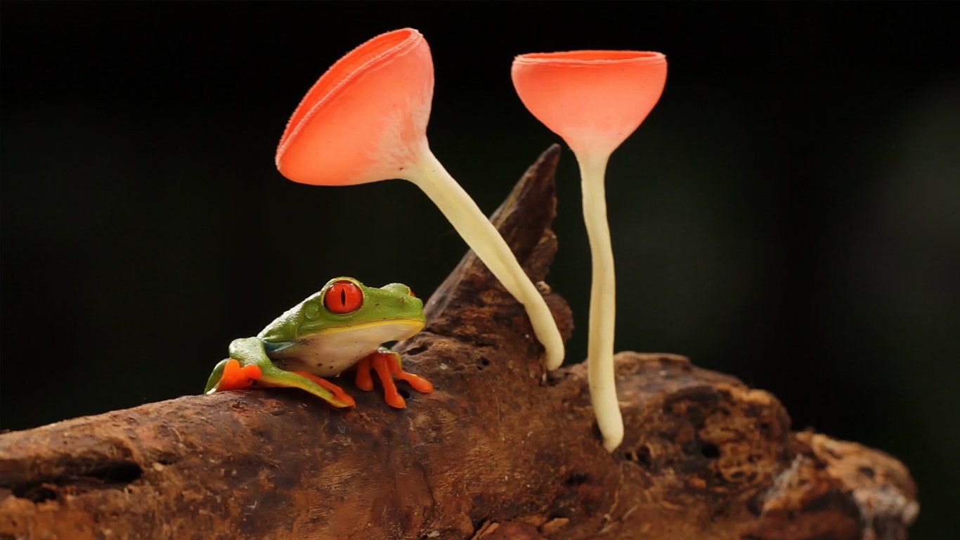 Red-eyed tree frog with mushrooms, in the rainforest of Selva Verde, Costa Rica