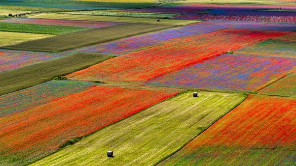 Lenticchie in fiore, Castelluccio di Norcia, Perugia, Umbria