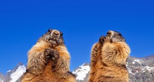 Alpine marmots in Grossglockner, Austria (© Westend/Superstock) &copy; (Bing New Zealand)