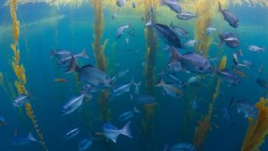 Halfmoon fish in a kelp forest offshore from San Diego, California (© Richard Herrmann/Minden Pictures)(Bing New Zealand)