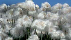 Cotton Grass Blowing in Wind, Northwest Territories, Canada (© Richard Hamilton Smith/Corbis)(Bing Canada)