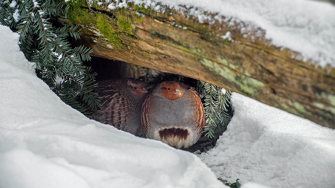 Ein Rebhuhn-Paar hat unter einem Baumstamm Schutz vor dem Schnee gesucht, Nationalpark Bayerischer Wald, Deutschland