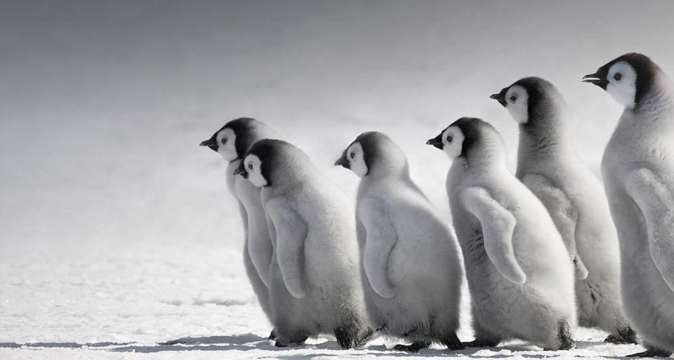 EmperorPenguin
