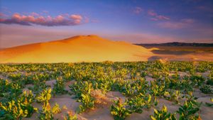 ｢ホワイトブラフスの砂丘｣アメリカ, ワシントン州 (© Jon Cornforth/Danita Delimont)(Bing Japan)