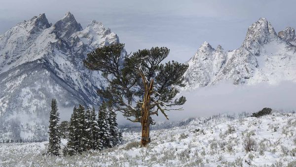 The Old Patriarch Tree of Grand Teton National Park, Wyoming