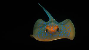 珀斯附近海域的蓝斑条尾魟，澳大利亚 (© Jeff Rotman/Minden Pictures)(Bing China)