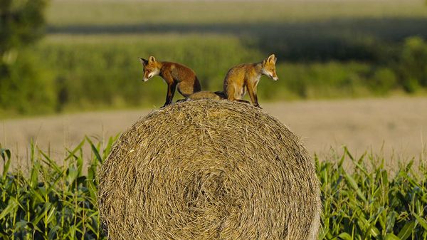 Young red foxes on a hay bale, Vosges, France