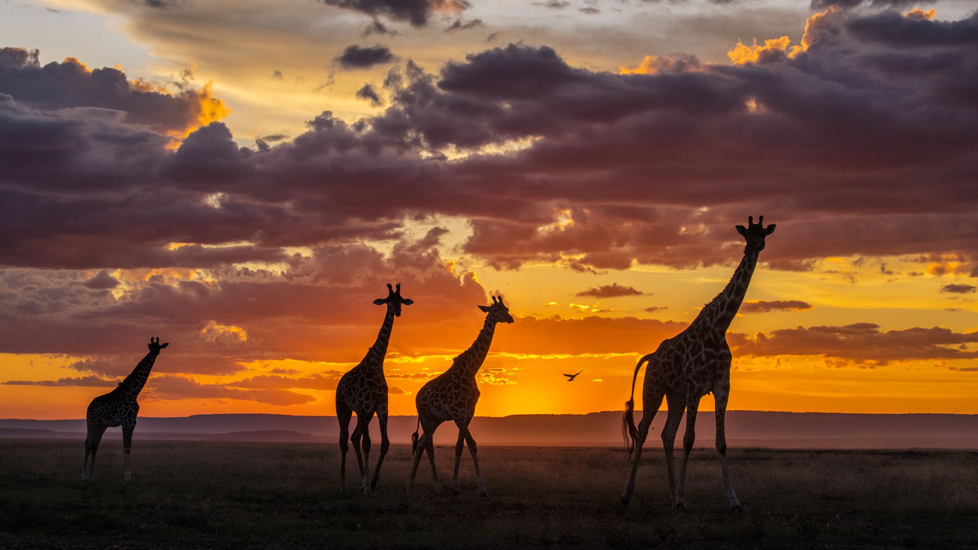 Giraffes in the Masai Mara National Reserve, Kenya
