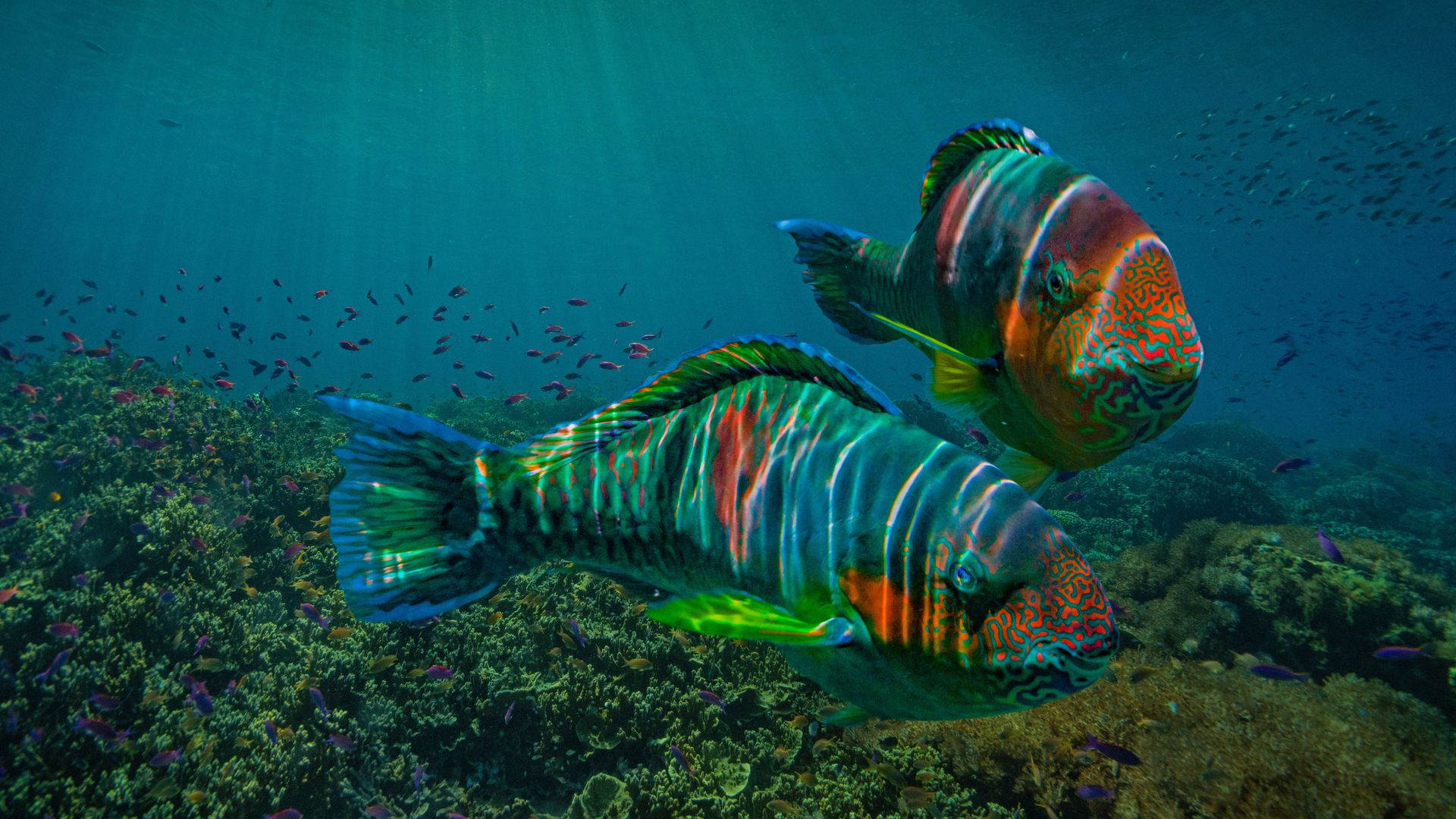 Parrotfish off the coast of the Philippines