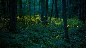 同步发光萤火虫照亮了大烟山国家公园中的森林 (© Floris van Breugel/Minden Pictures)(Bing China)