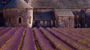 Blooming field of lavender at Sénanque Abbey, Gordes, Vaucluse, Provence Alpes Cote dAzur, France (© Carlos Sanchez Pereyra/plainpicture)(Bing United States)