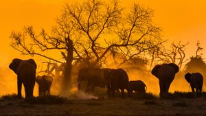 ゾウの群れ, ケニア (© Ibrahim Suha Derbent/Getty Images)(Bing Japan)
