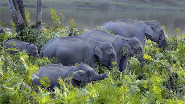 Asian elephant herd in Kaziranga National Park, Assam, India