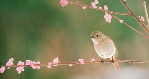 桃花枝上的小鸟 (© Tohoku Color Agency/Japan Images/Getty Images) &copy; (Bing China)