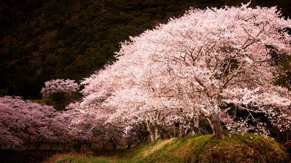 ｢水辺の桜｣兵庫