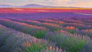 Campos de lavanda en Plateau de Valensole, Francia (© zpagistock/Getty Images)(Bing España)