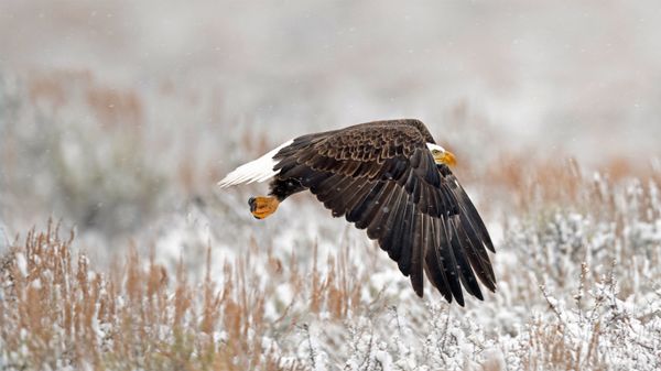 ｢ハクトウワシ｣米国ワイオミング州, グランドティトン国立公園