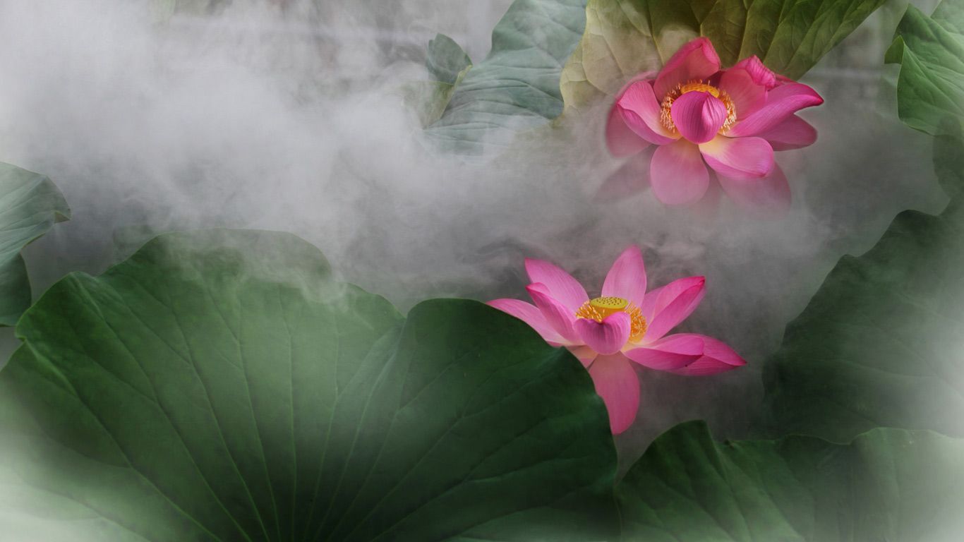 荷花
