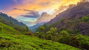 Tea plantation near Munnar, Kerala, India (© Peter Zelei Images/Getty Images)(Bing Australia)
