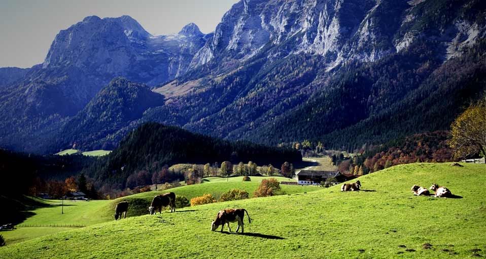 Kühe grasen im bayerischen Voralpenland in der Nähe von Berchtesgaden, Deutschland